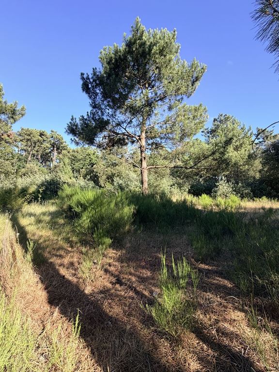 Terrain SOULAC SUR MER 274000€ PAILLÉ IMMOBILIER Terrain SOULAC SUR MER 274000€ PAILLÉ IMMOBILIER
